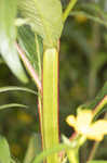 Carolina primrose willow